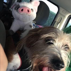 Meet your Posher, Julie